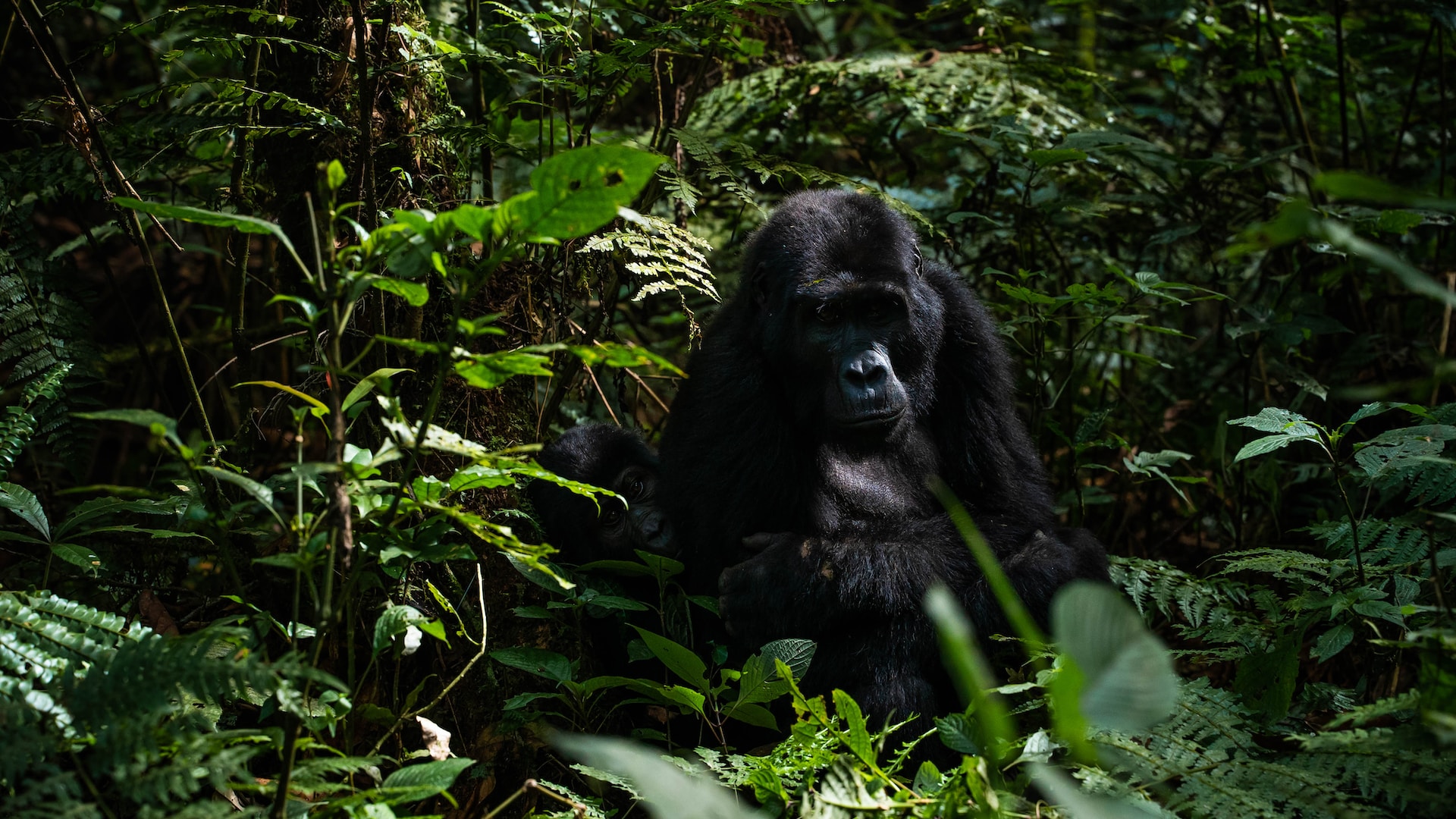 Gorilla Trekking In Uganda