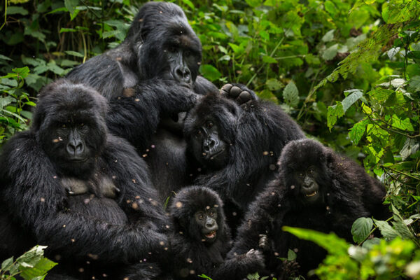Gorilla Trekking