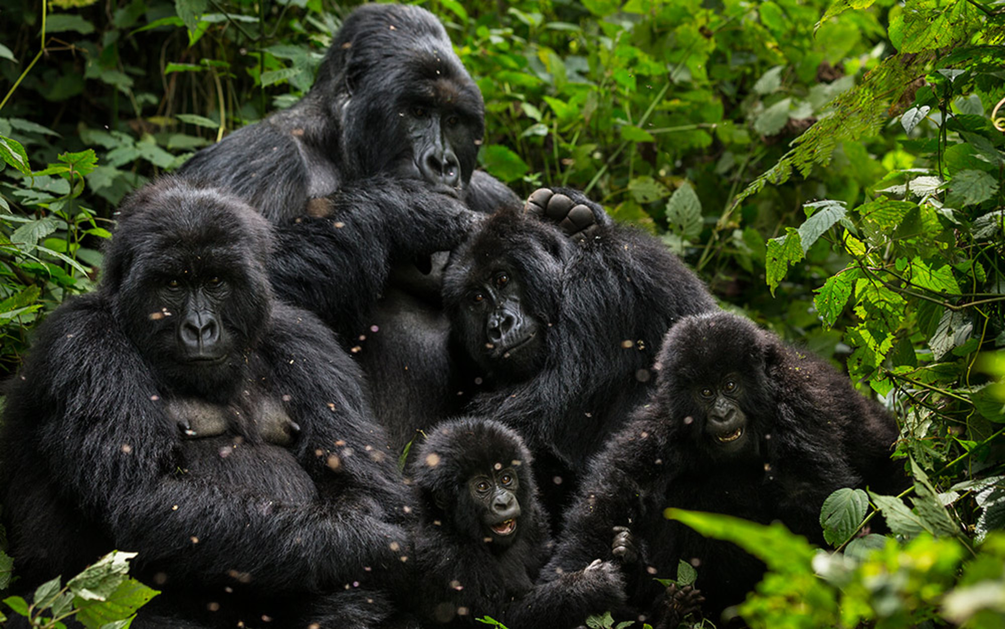 8-Day Rwanda Gorilla, Chimp, Primate & Cultural Tour