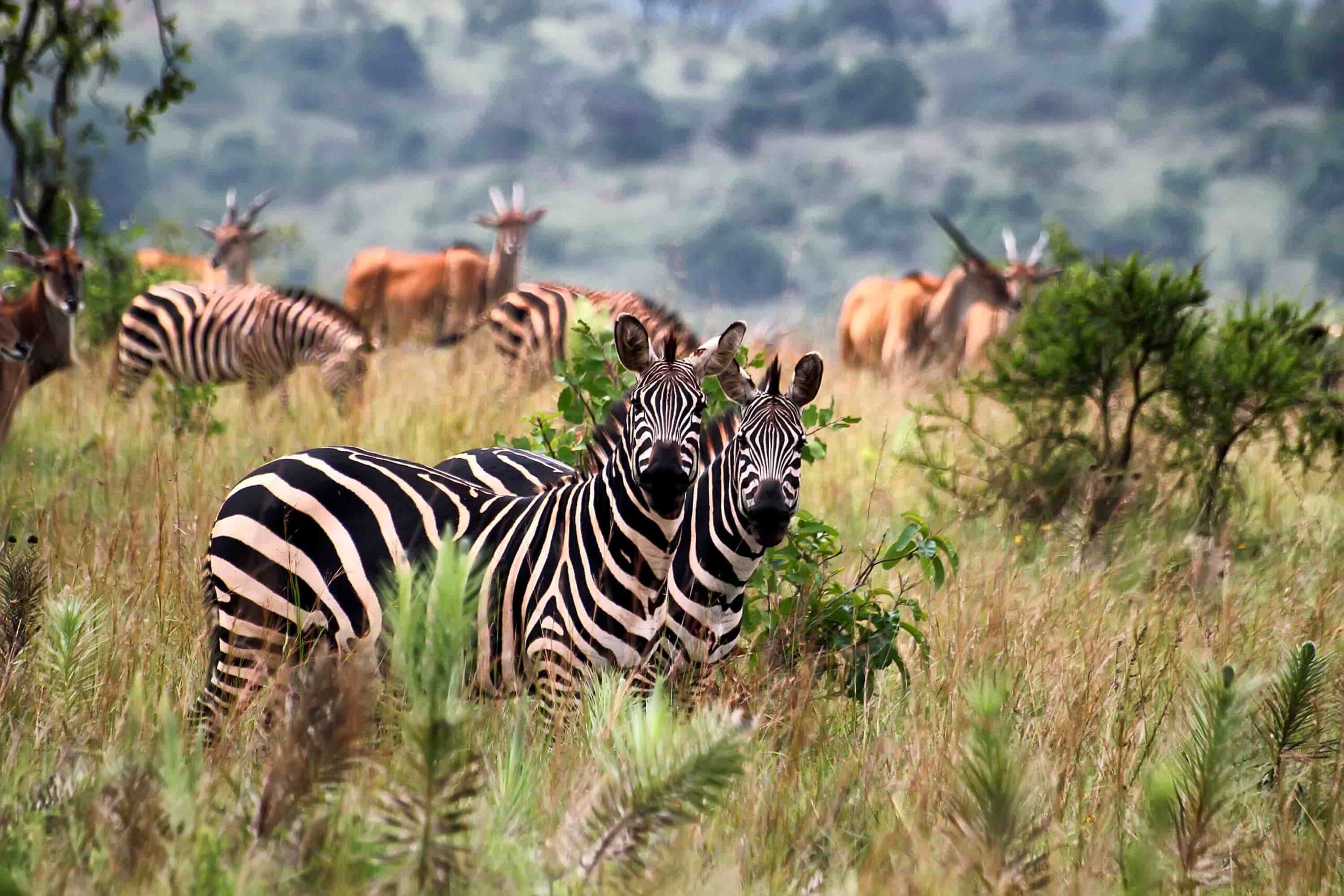 Rwanda Safari