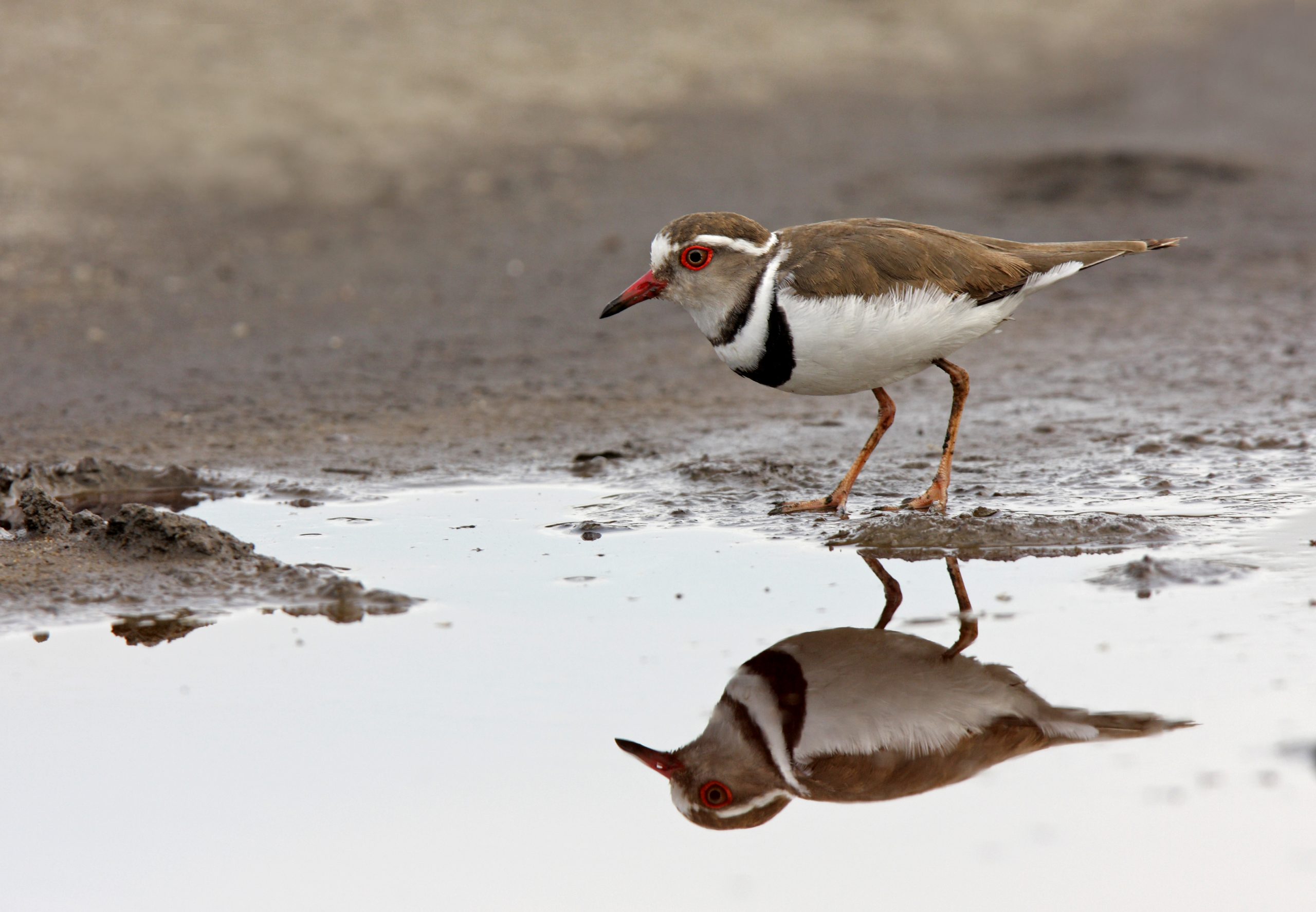 Birding in Lake Mburo National Park