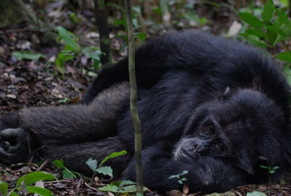Budongo-forest-chimpanzee-tracking-1200x675
