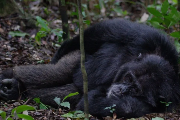 Budongo-forest-chimpanzee-tracking-1200x675