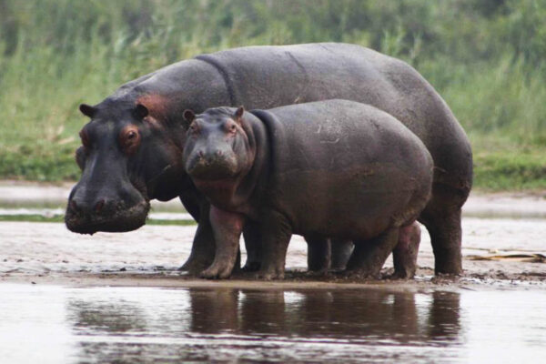 Burundi Bujumbura City & Rusizi National Park Safari