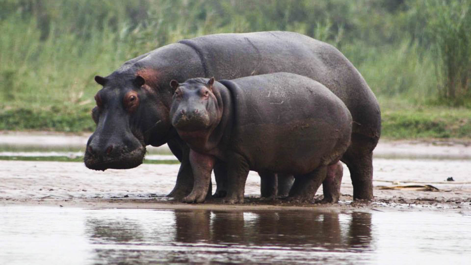 Burundi Bujumbura City & Rusizi National Park Safari