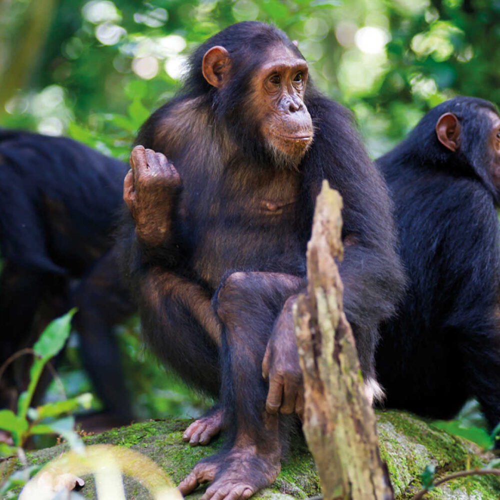Burundi Chimpanzee Tracking & Cultural Safari