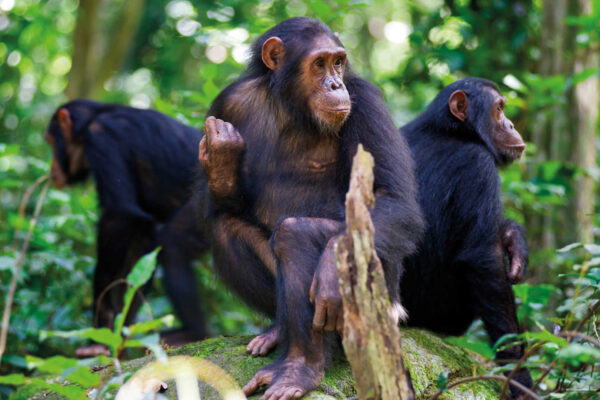 Burundi Chimpanzee Tracking & Cultural Safari