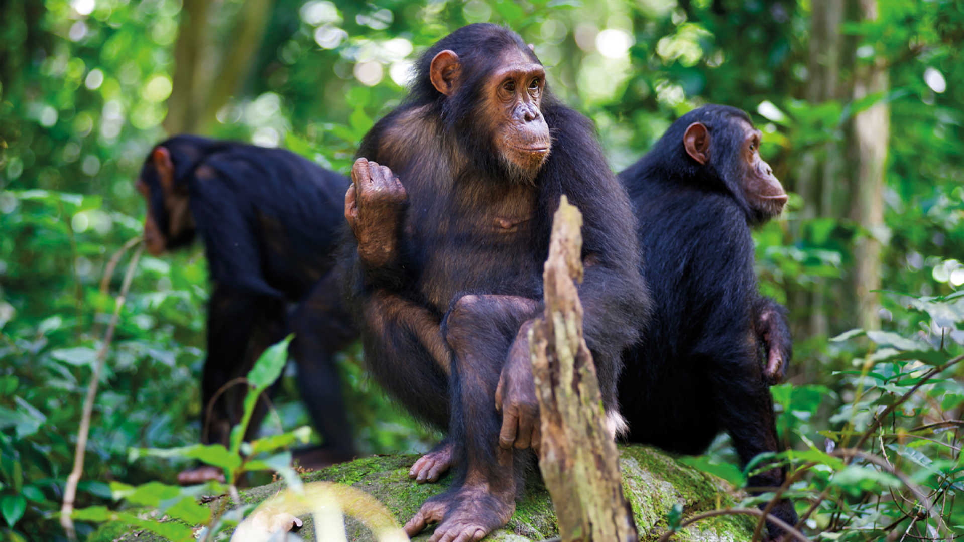 Burundi Chimpanzee Tracking & Cultural Safari