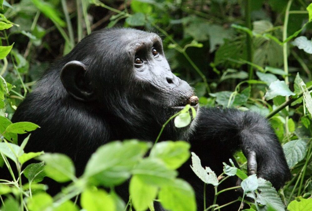 Uganda Primate Habituation Safari