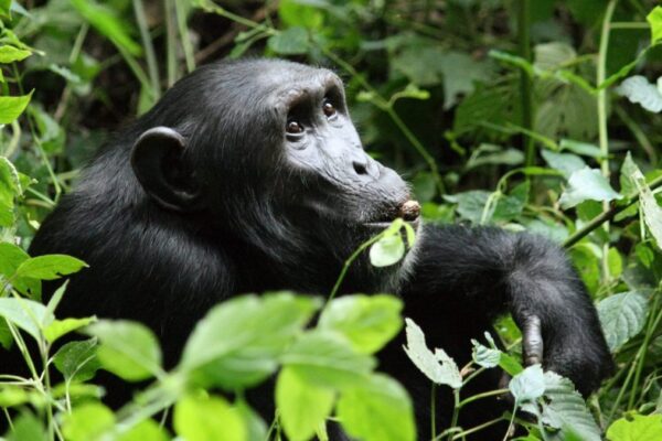 Uganda Primate Habituation Safari
