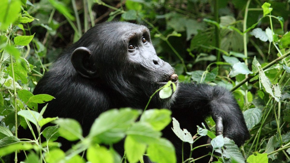 Uganda Primate Habituation Safari