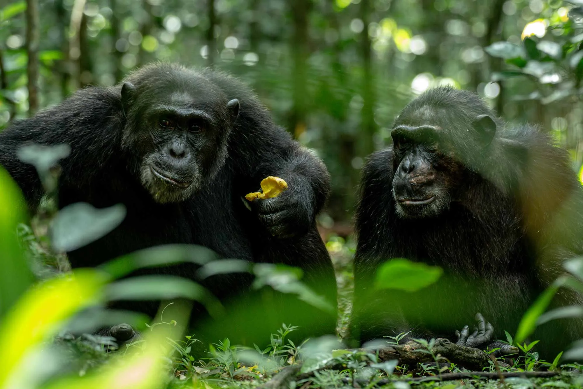 Chimpanzee Tracking Safari