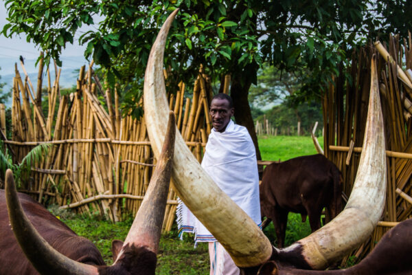Best of Western Uganda Safari