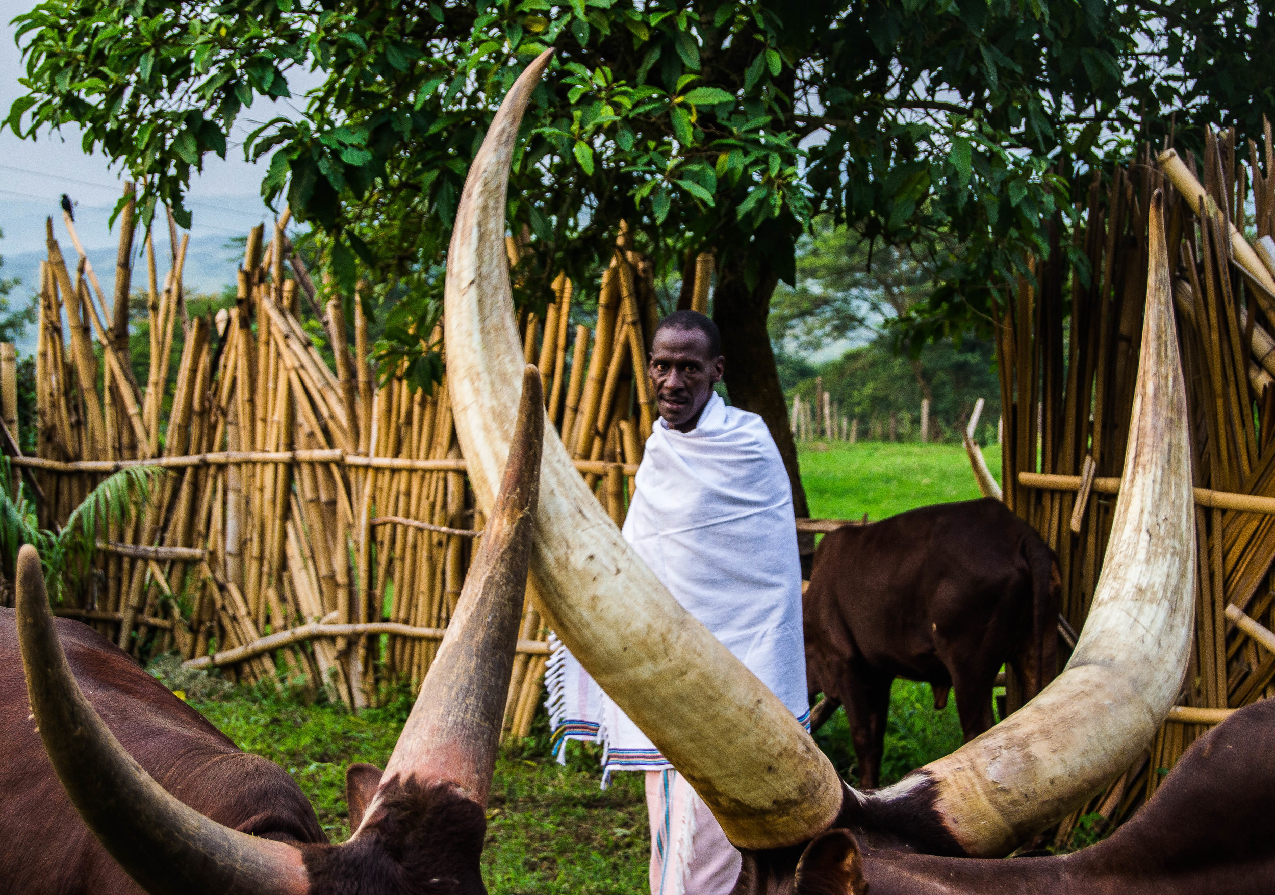 Best of Western Uganda Safari