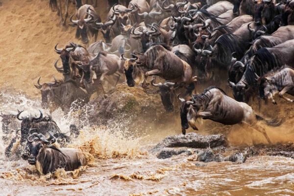 great migration experiences