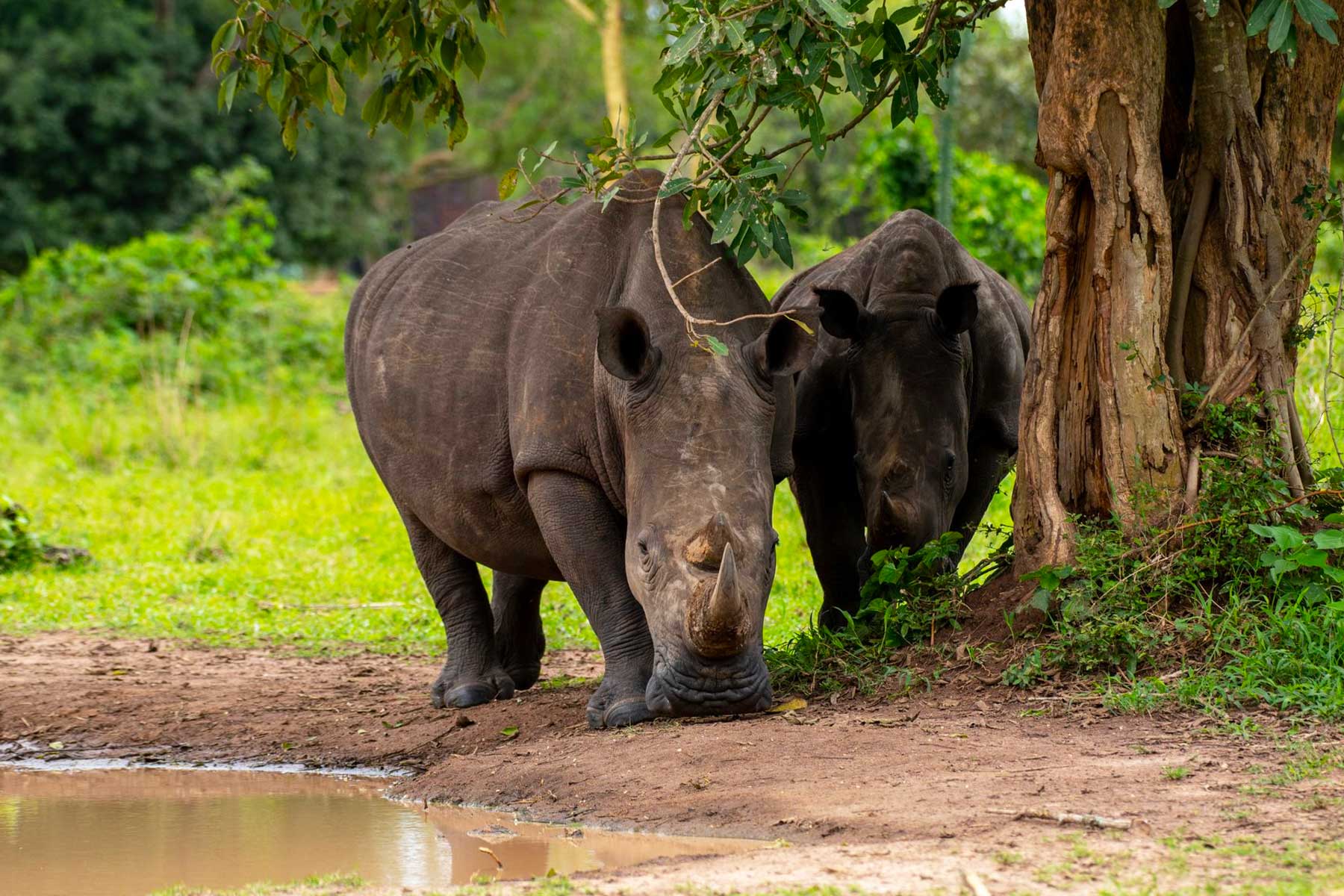 Ziwa Rhino Sanctuary