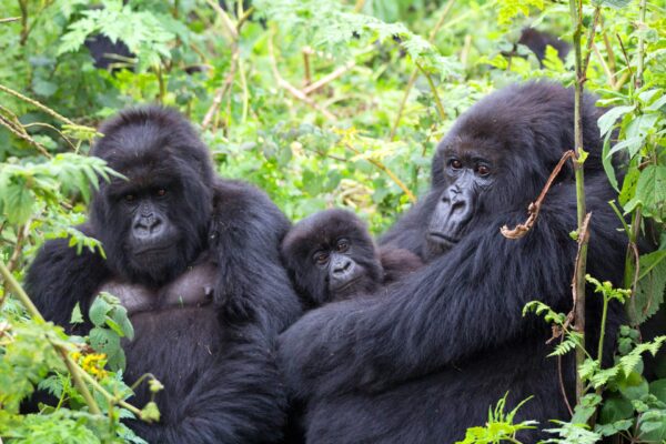 Bwindi Impenetrable Forest National Park