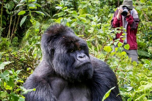 Uganda Big Five Safari & Gorilla Trekking Tour