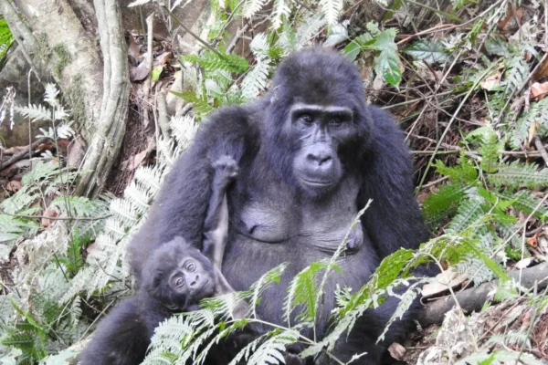 Uganda Primate Tracking Safari