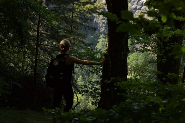 Guided Nature Walks in Bwindi Forest