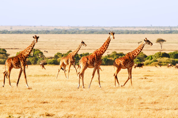 Kenya Adventure Safari