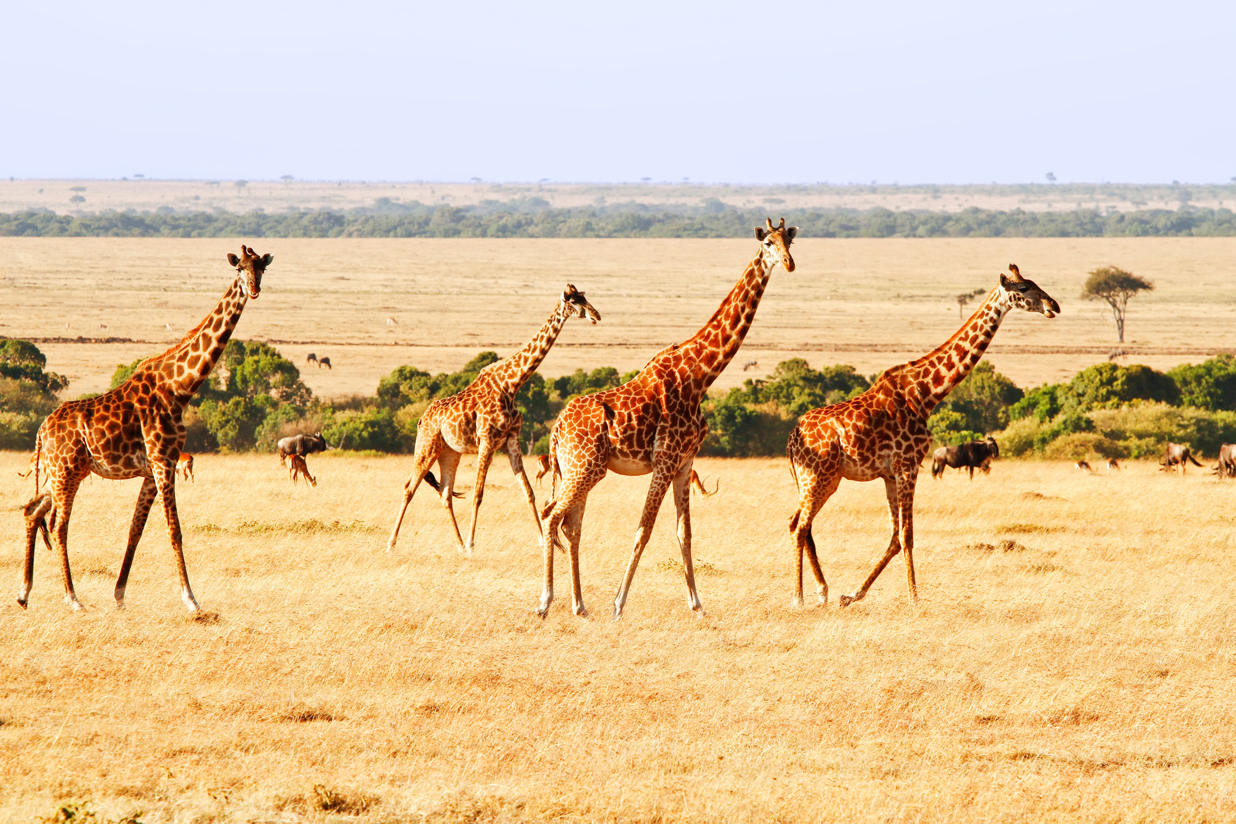 Kenya Adventure Safari