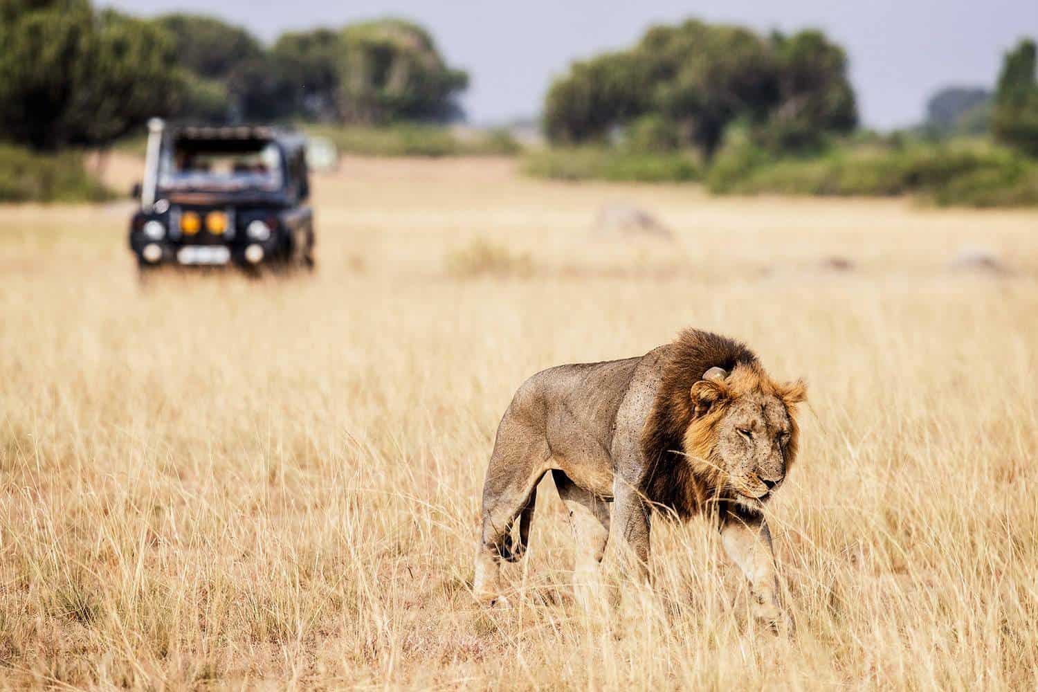Kenya Wildlife Road Safari