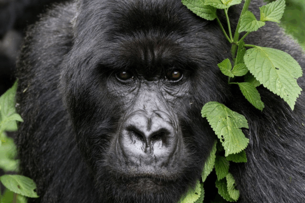 Bwindi Gorilla Trekking Safari