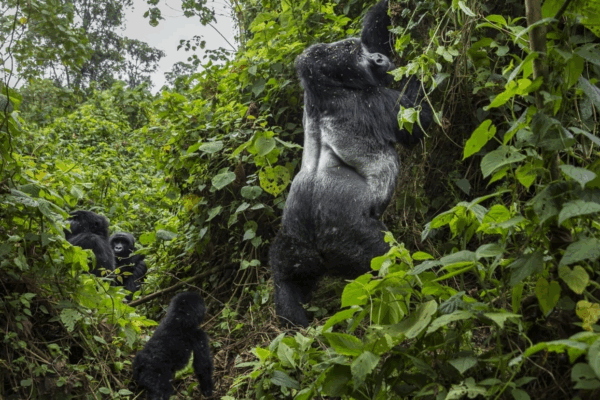 Rwanda BIG APES Safari