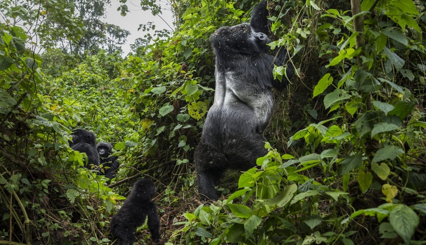 Rwanda BIG APES Safari 
