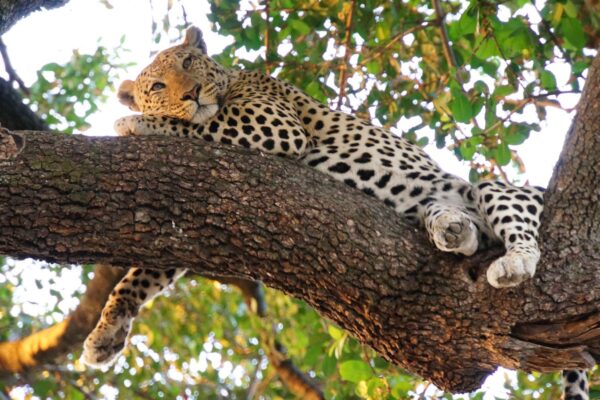 Uganda Classic Safaris Tour