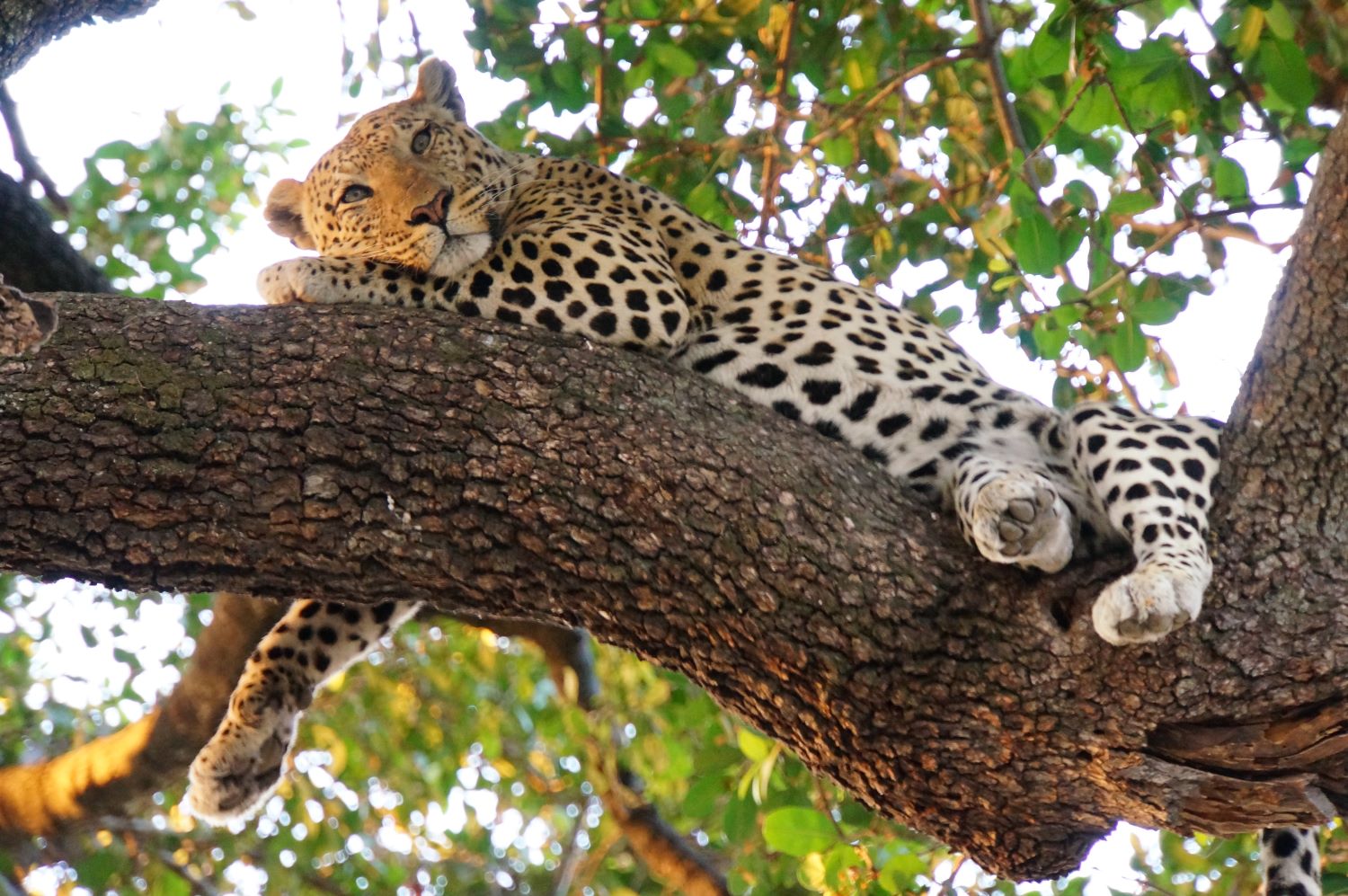 Uganda Classic Safaris Tour