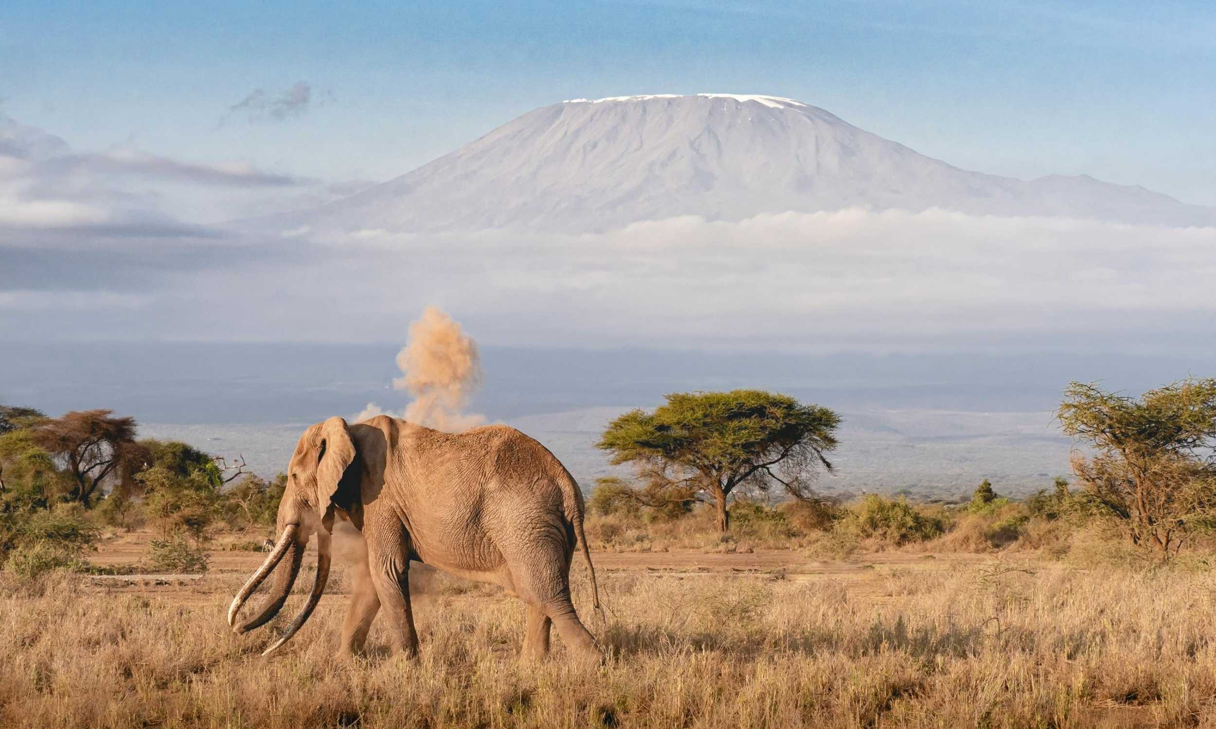 Majestic Tanzania Wildlife Luxury Safari