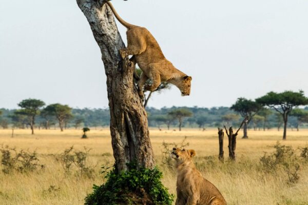 Queen Elizabeth National Park