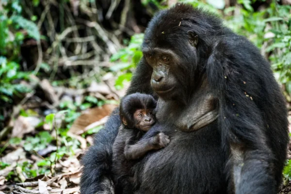 Rwanda Gorilla Trekking Tour