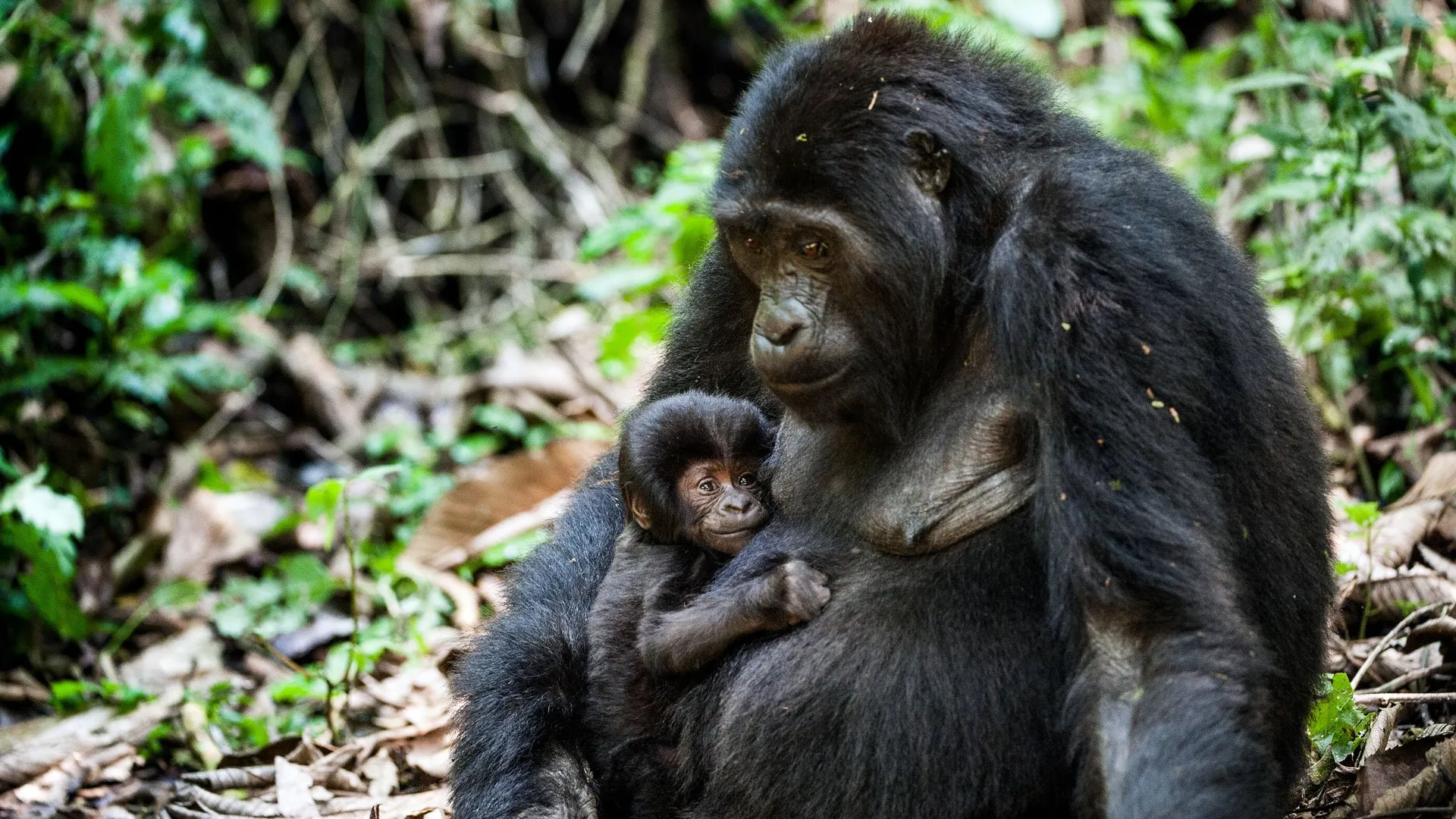 Rwanda Gorilla Trekking Tour
