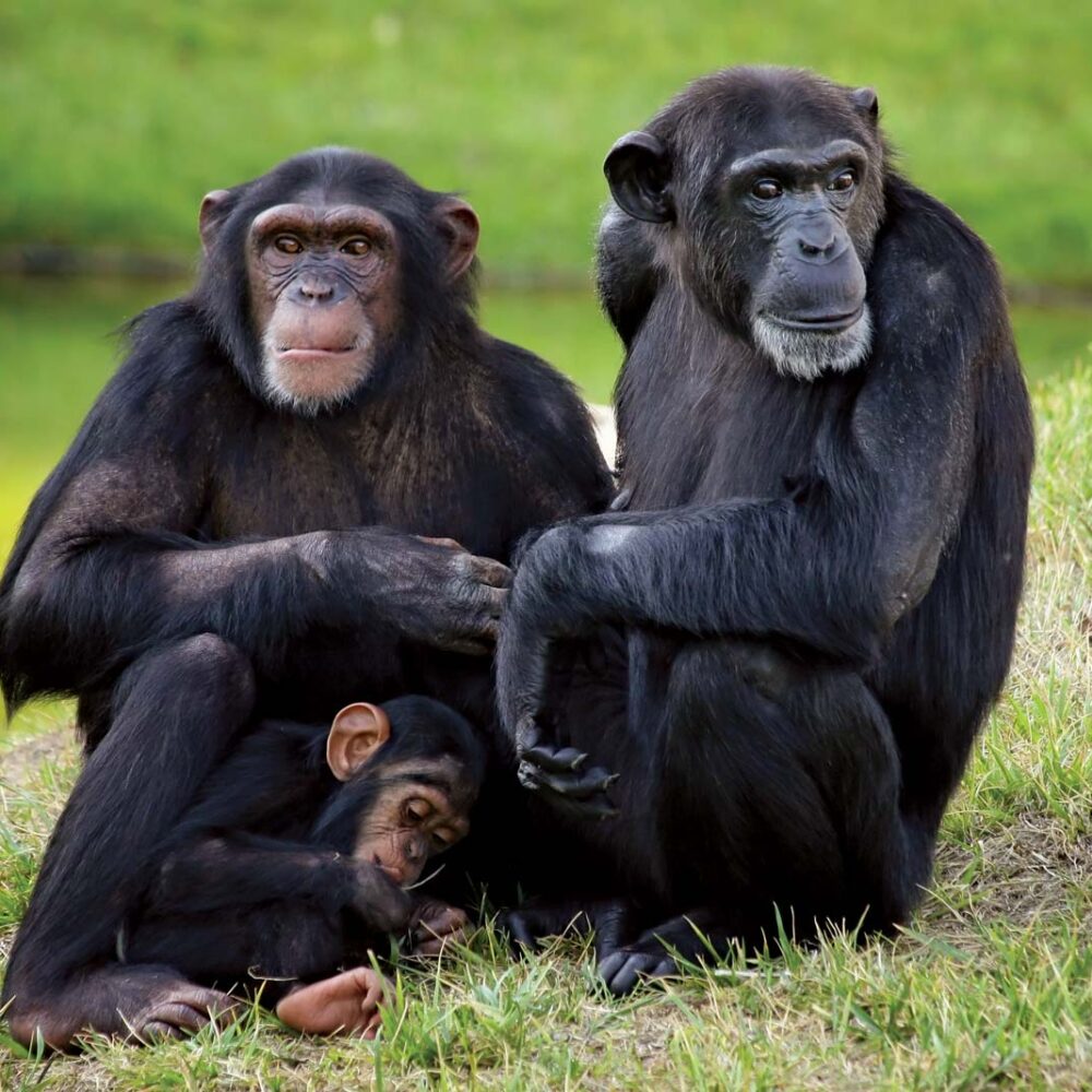 Kibale National Park