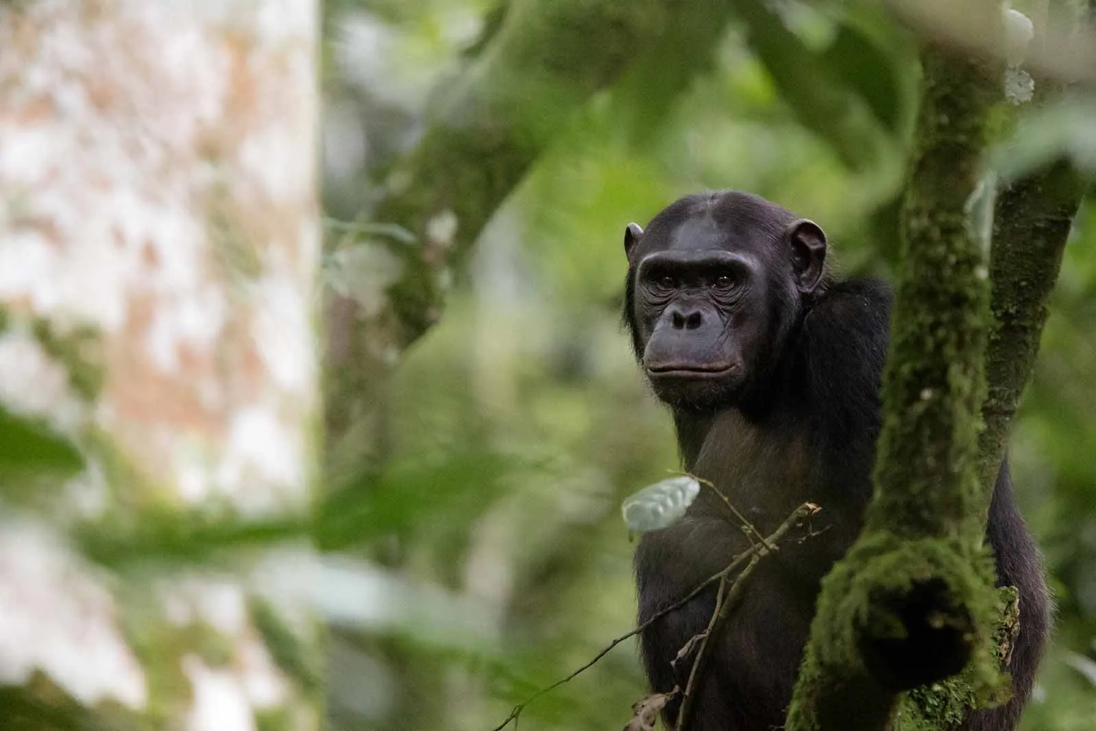 Rwanda Primates in Luxury Safari