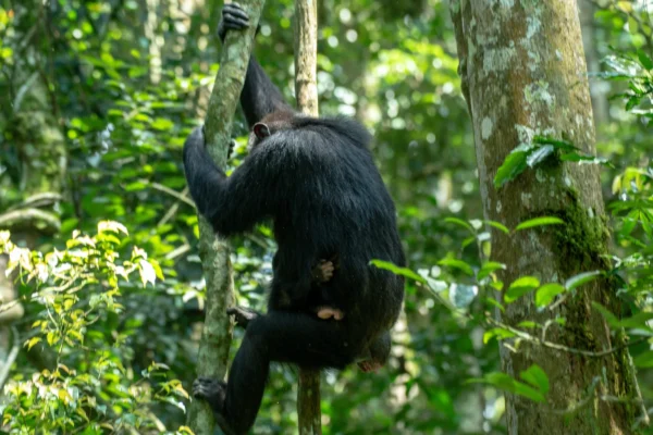 Rwanda Uganda Primates Safari