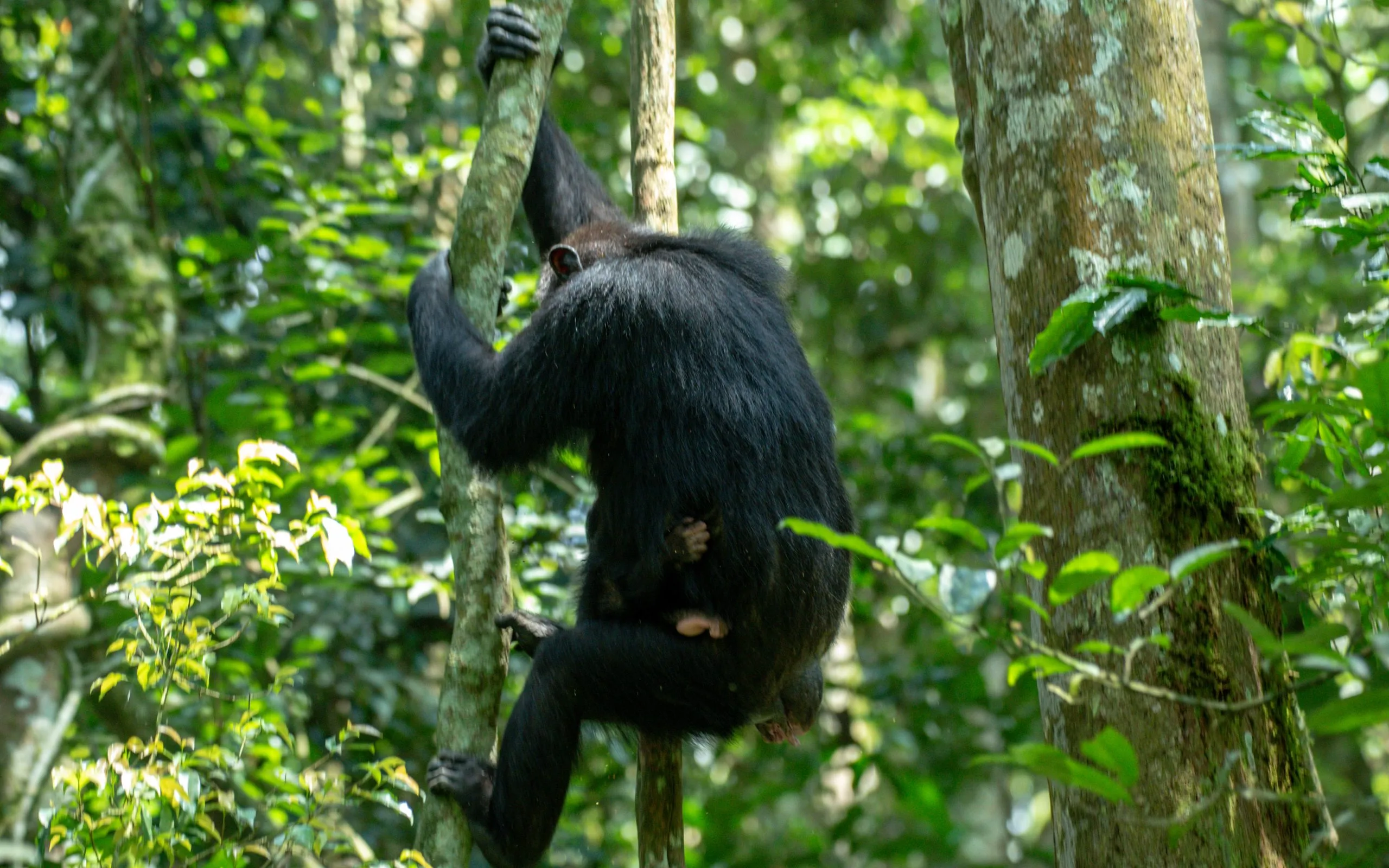 Rwanda Uganda Primates Safari