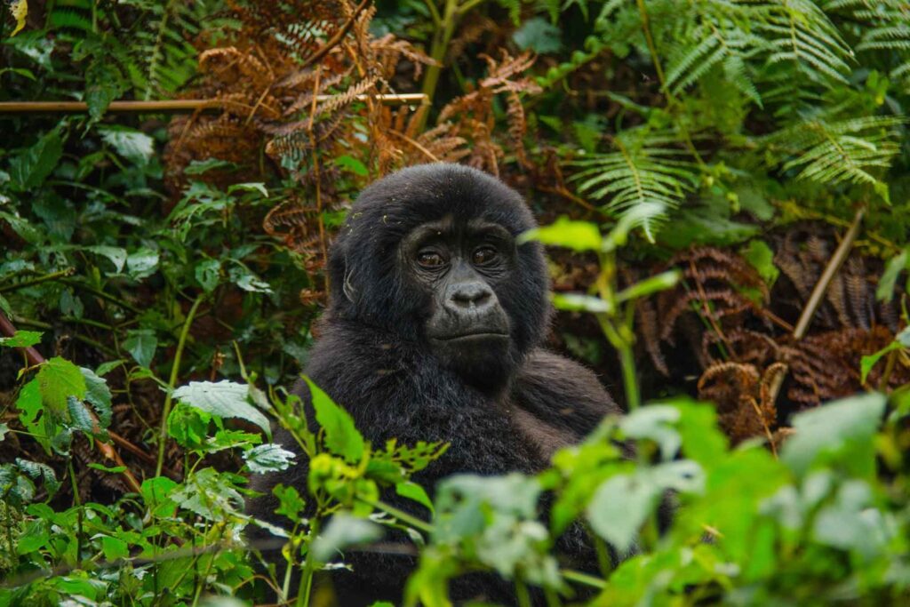 Amazing Uganda Safari Tour