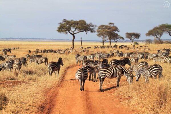 Tanzania Mid-Range Safari