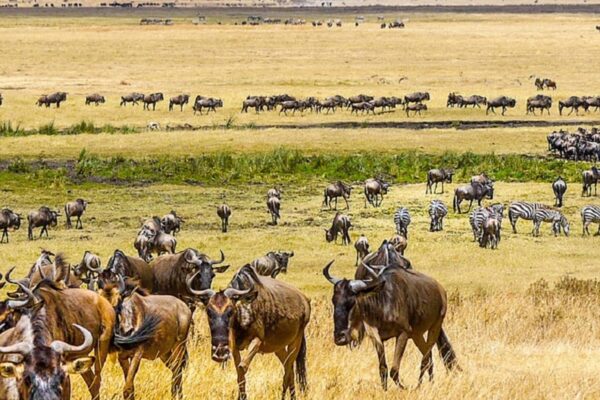 Tanzania Northern Circuit Safari