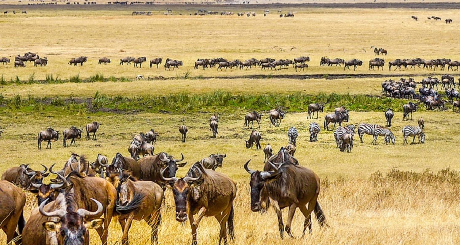 Tanzania Northern Circuit Safari