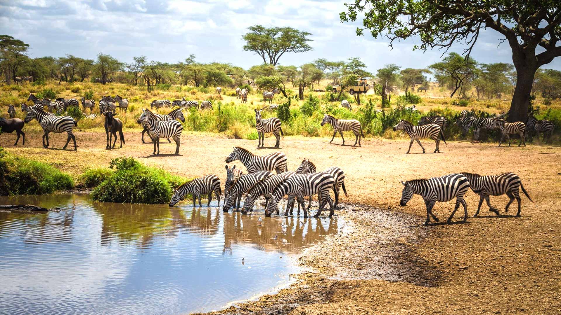 Tanzania Wildlife Safari