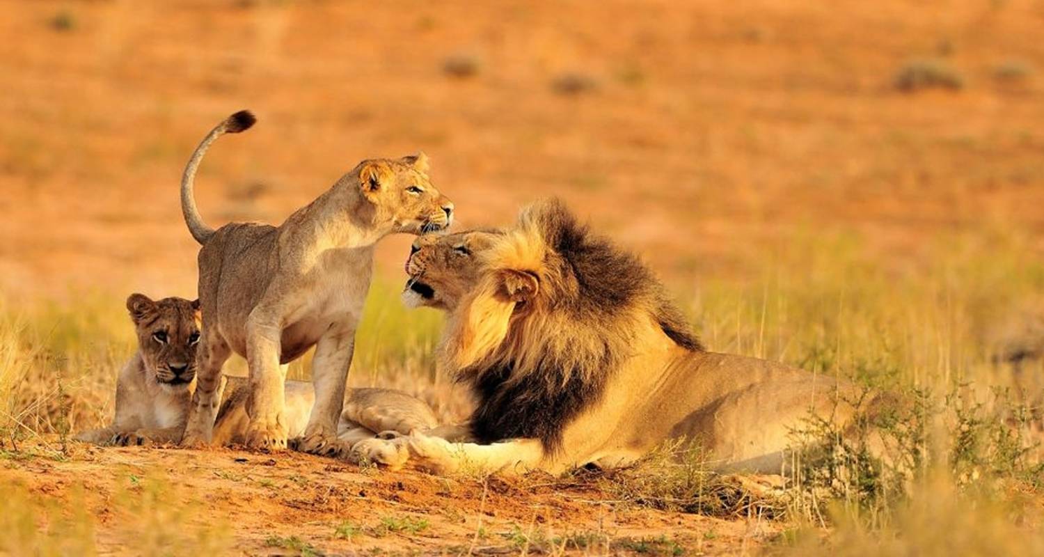 Tanzania Wildlife Safari