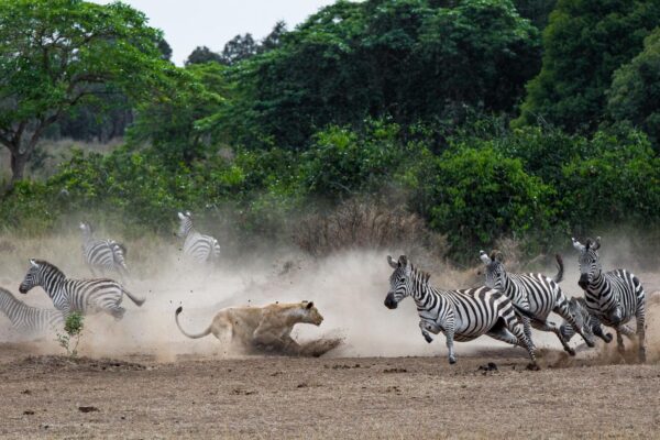 Tanzania Wildlife Wonders Experience Tour