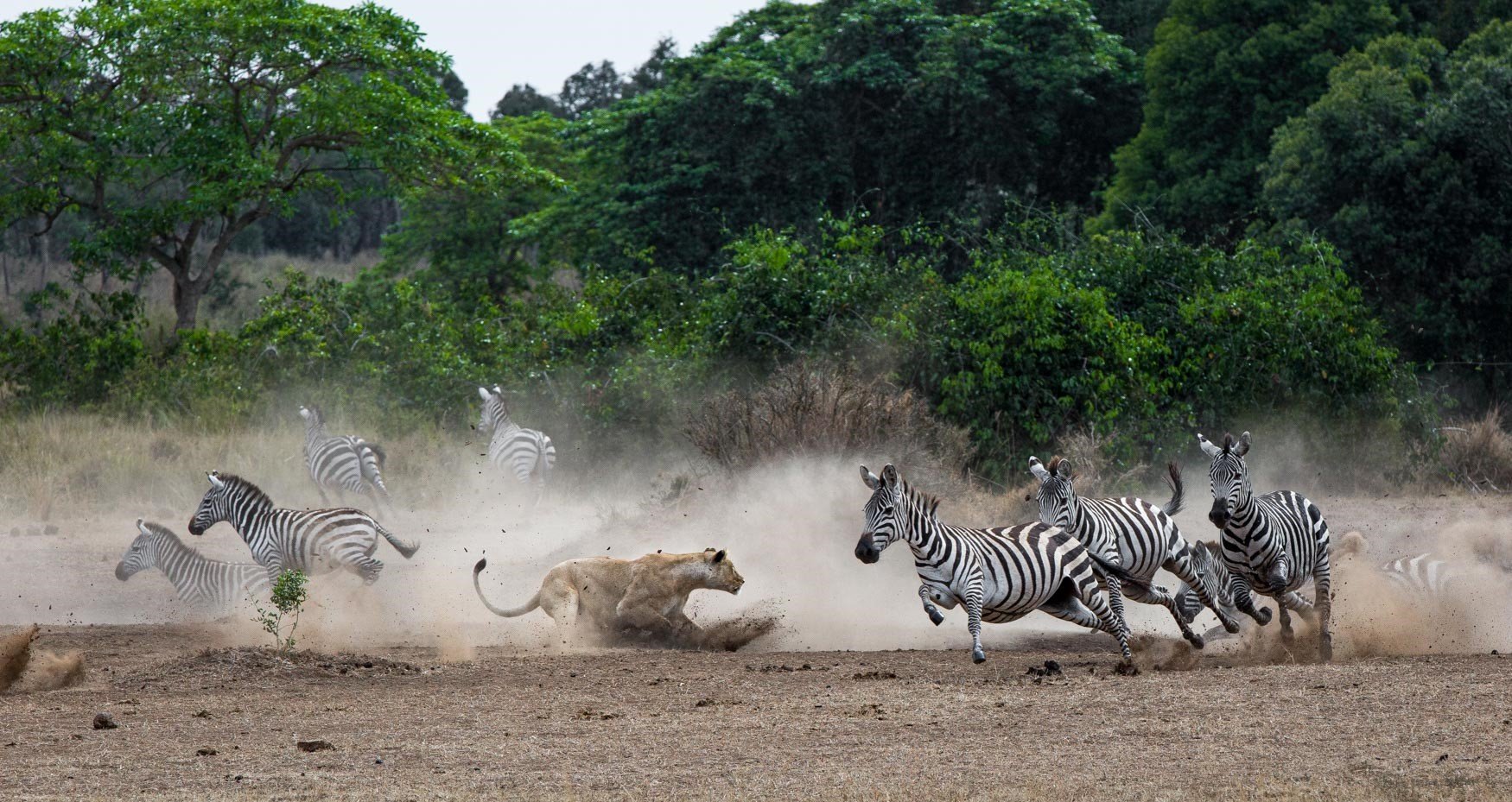 Tanzania Wildlife Wonders Experience Tour