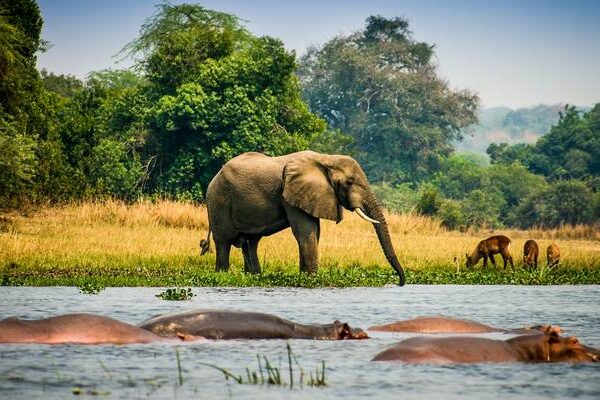 Uganda-Wildlife