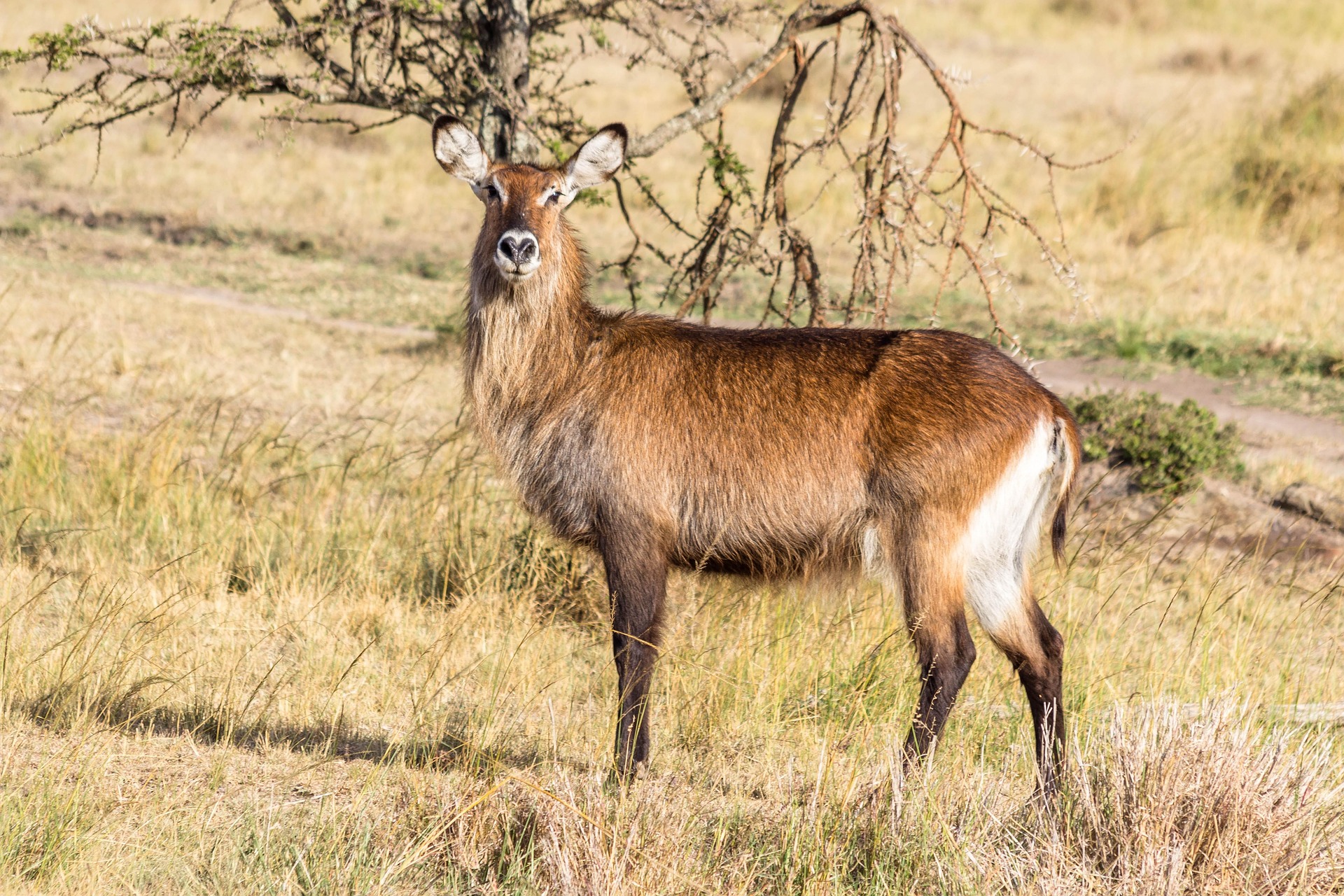 Ultimate Burundi Safari